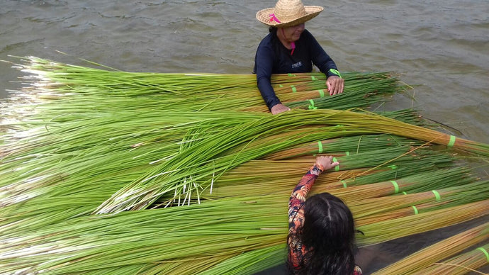 Reed : a natural fiber that grows in the lagoons