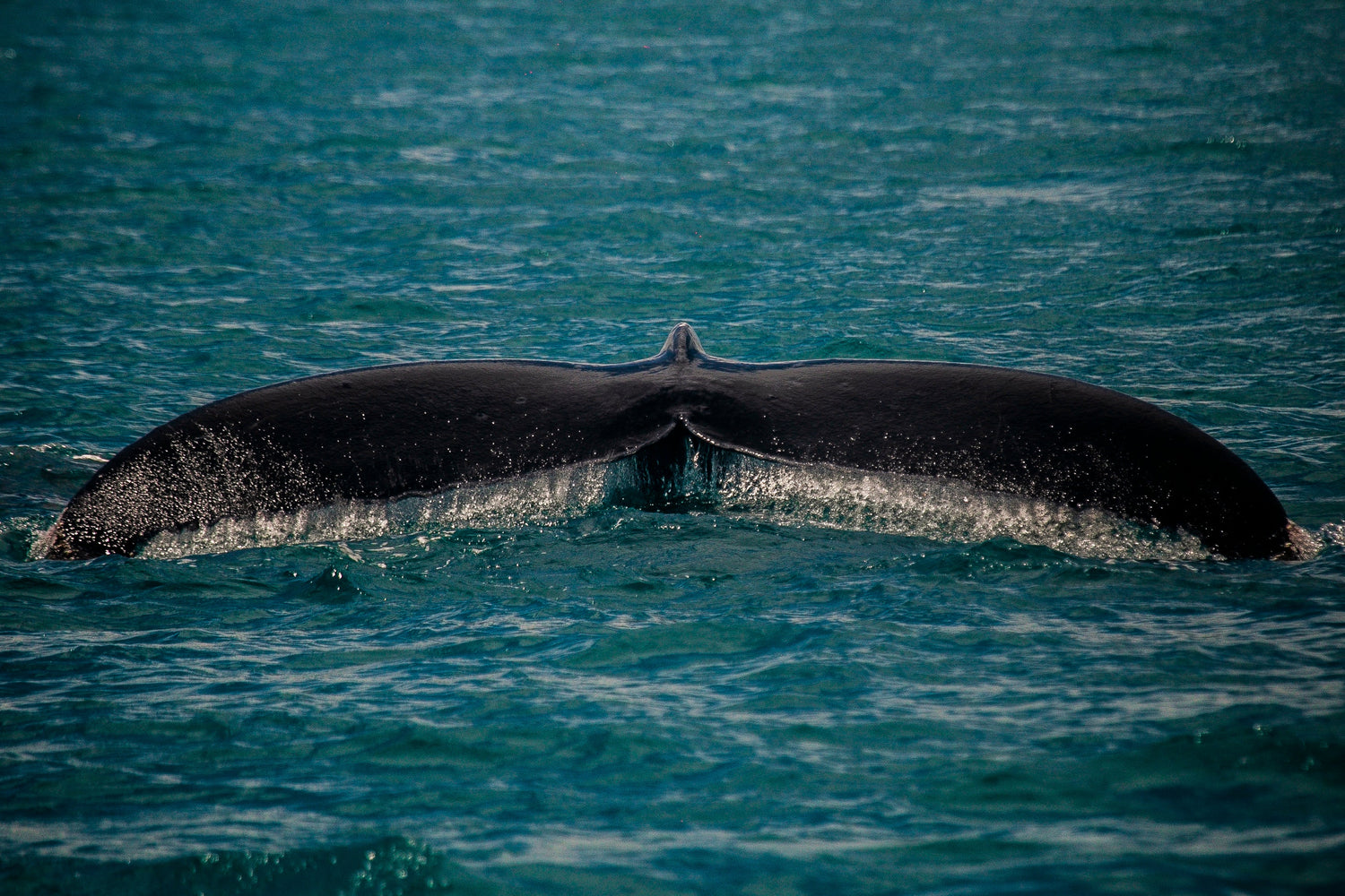 Abrolhos